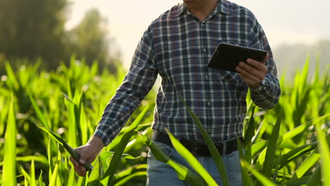 Close-up-of-lens-flare:-farmer's-Hands-holding-a-tablet-computer-and-touch-and-inspect-the-leaves-of-the-shoots-of-the-future-crop-sending-agronomists-to-study-the-gene-of-modified-products.-Preparation-of-products-for-growing-on-Mars.